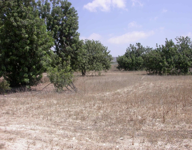 Plot in the Limassol district